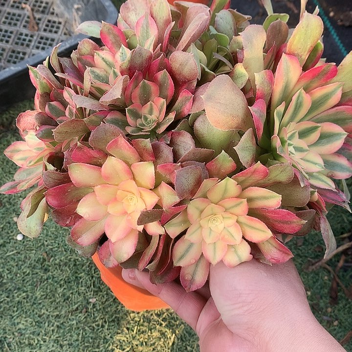 305红袖多肉植物