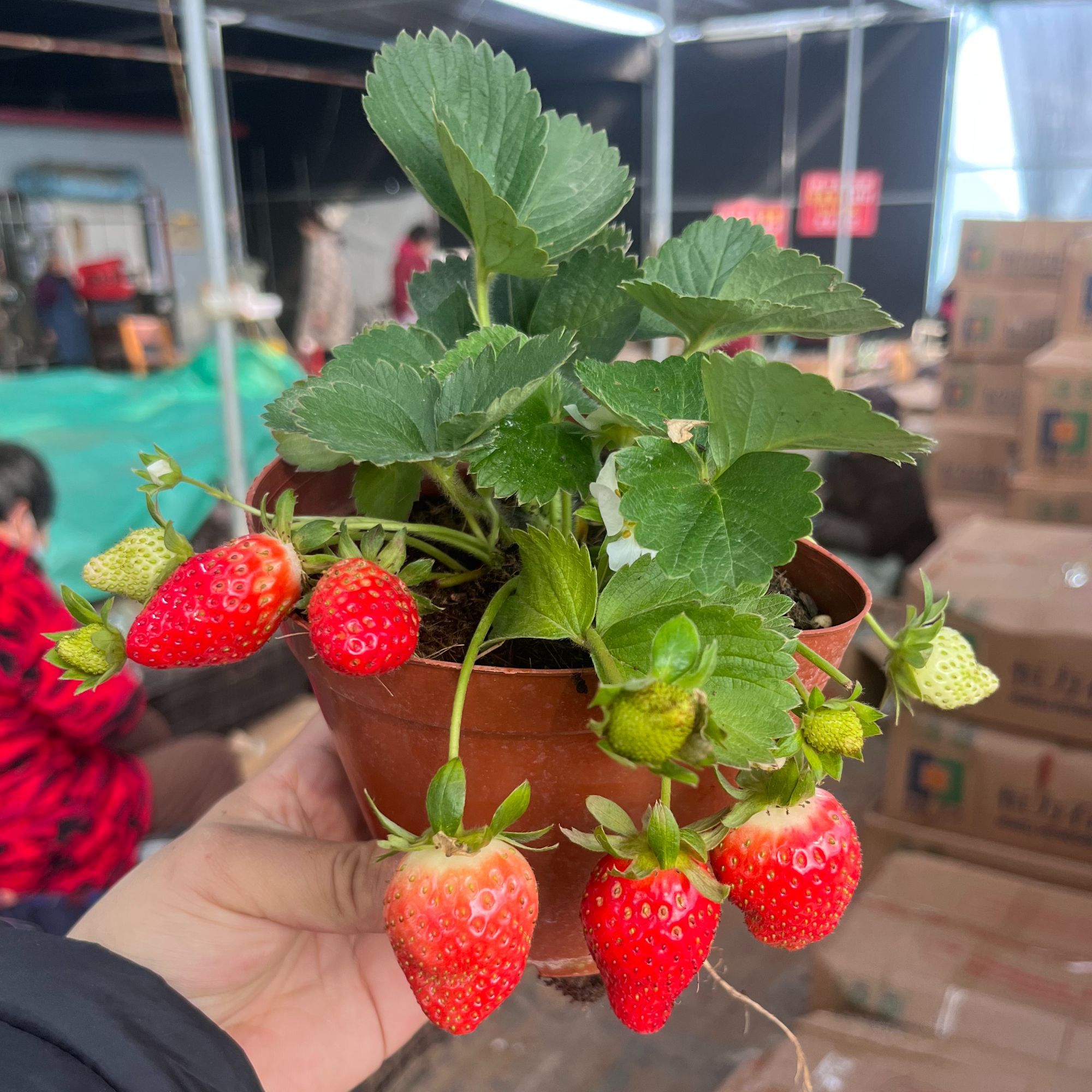 【带果】草莓盆栽奶油红颜草莓绿植盆栽花卉带花带果原盆原土