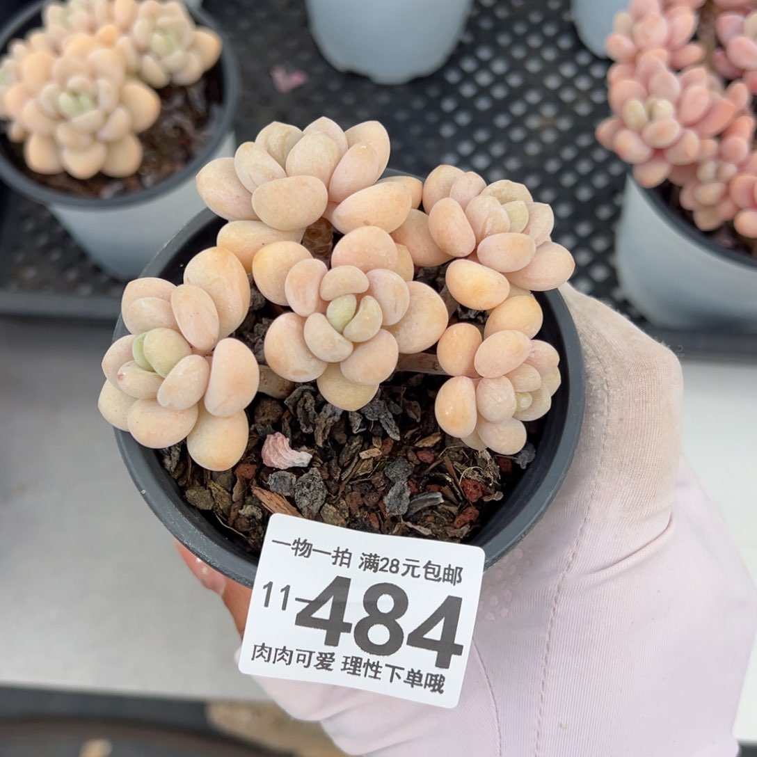 奶白糖多肉多肉多肉多肉