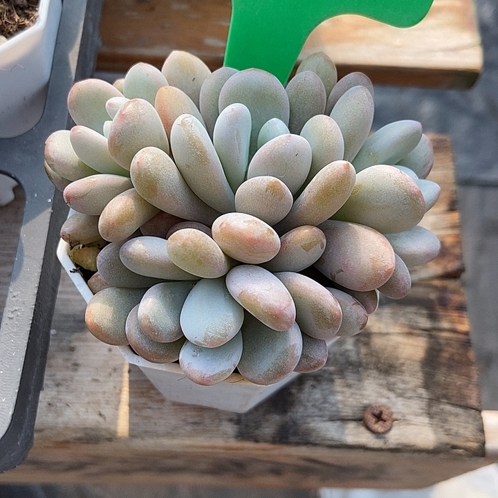 多肉植物粉兔100多肉