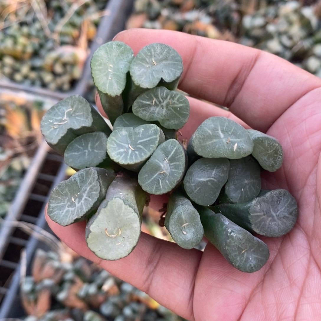 1808 一颗实生短腿武大郎万象 唯一一款短腿万象品种