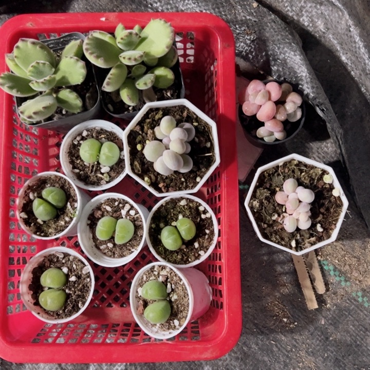 小***念专拍多肉植物大战