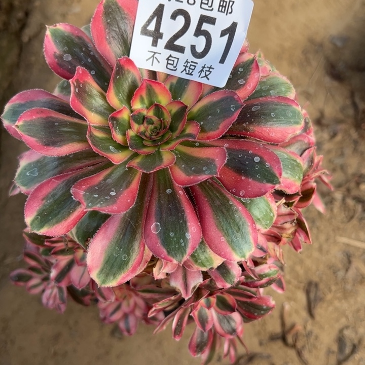 4251福袋多肉植物热恋法师