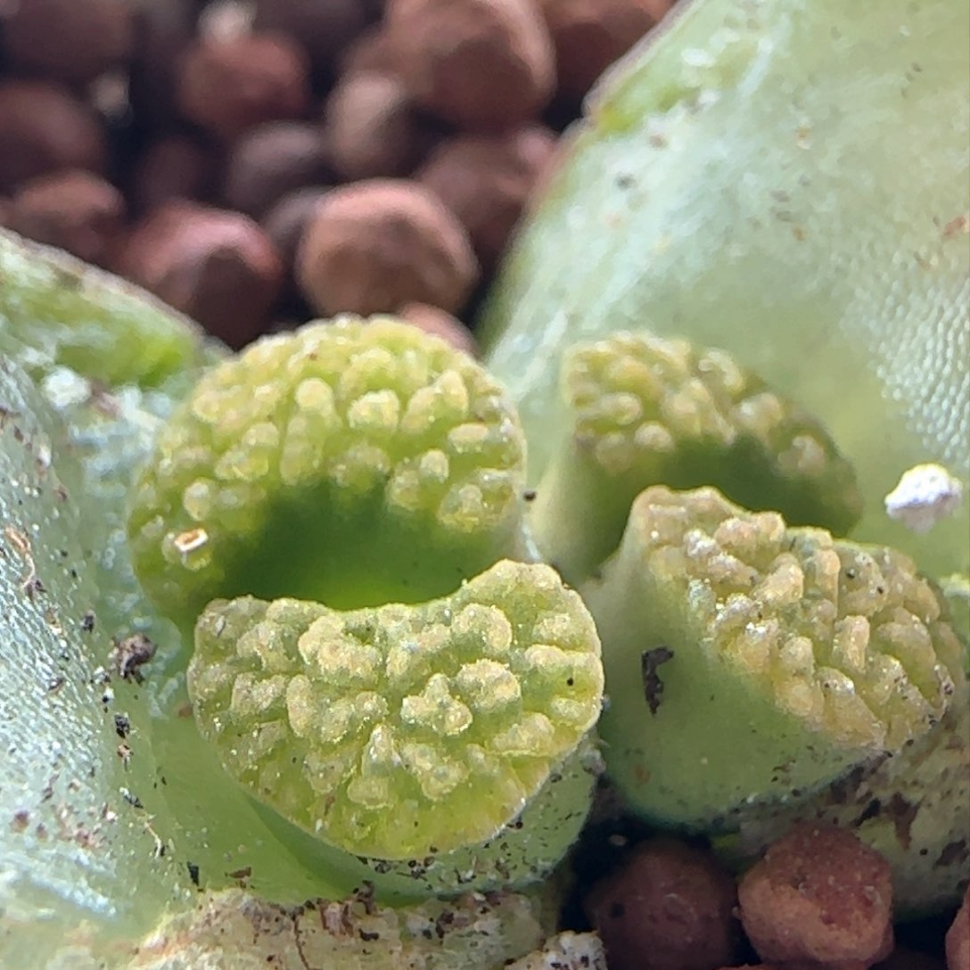 2.23.27/ban'ke磁铁/多肉植物