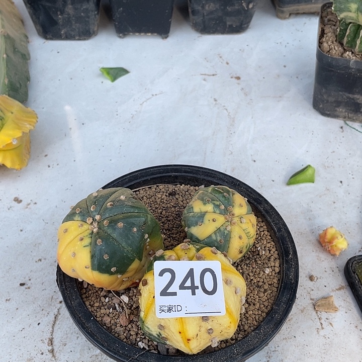 无根240号三颗小兜锦