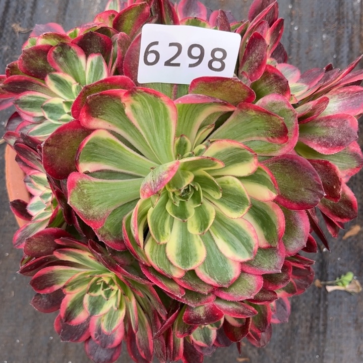 新品赤子心多肉发货