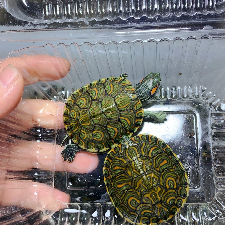 巴西彩龟不分公母2杂