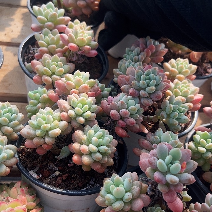 泡泡酱       福利多多