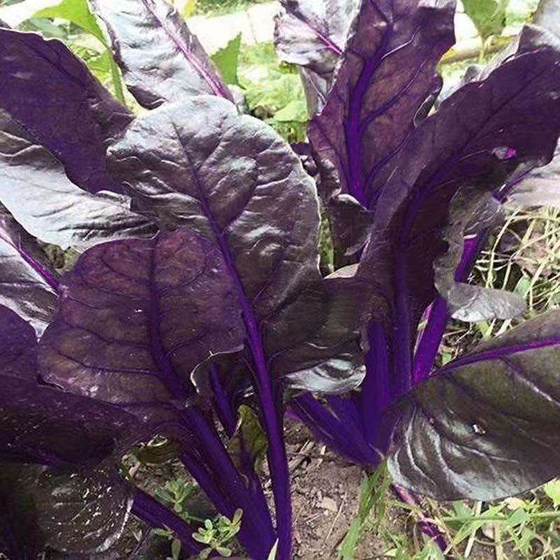 【紫仙子菠菜种子】农家紫色菠菜富含花青素肉质厚嫩高产蔬菜种子