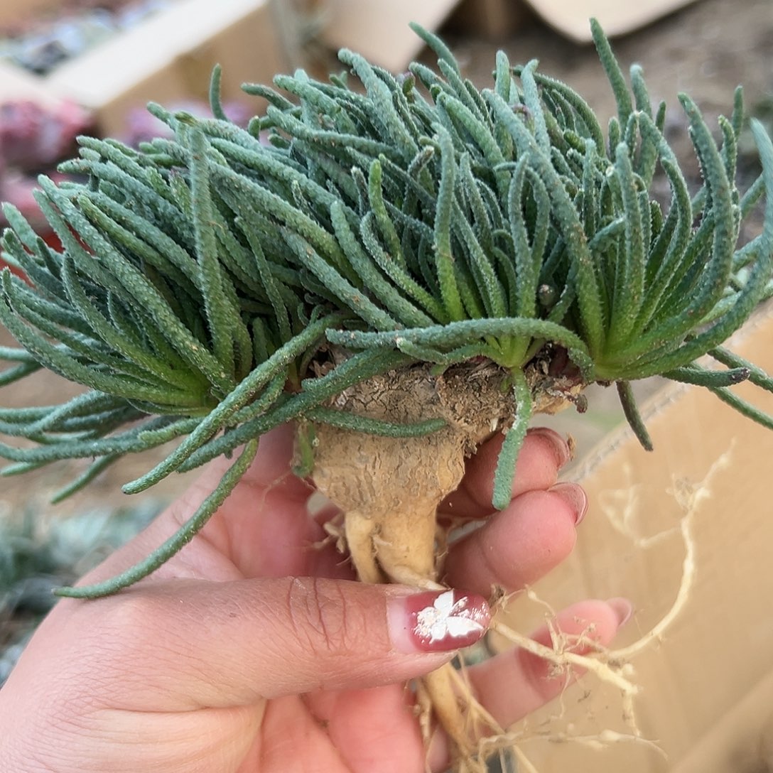 多肉植物天赐开花