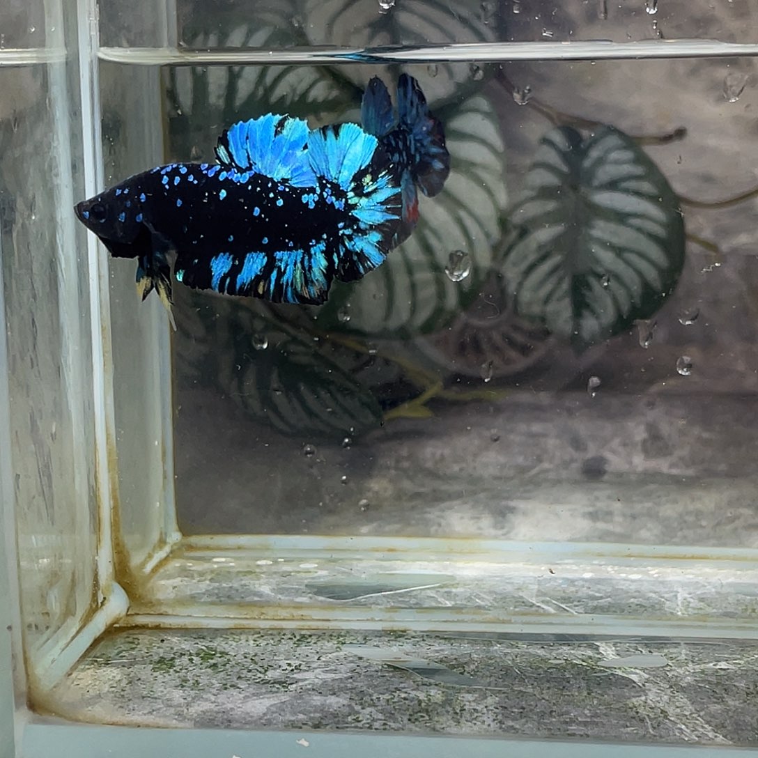 斗鱼育平斗鱼泰国斗鱼