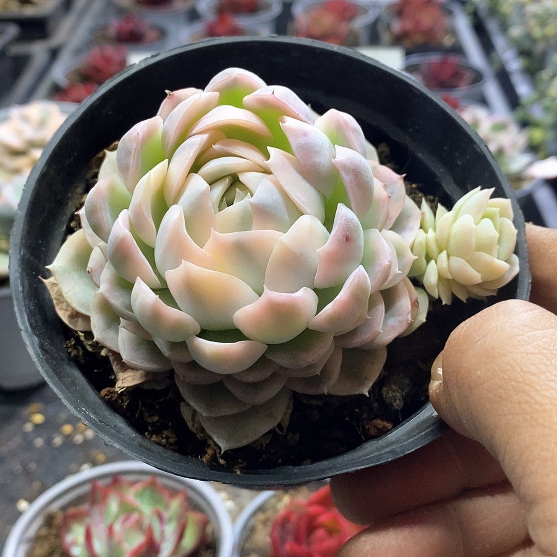 1304精美多肉墨西哥雪球锦