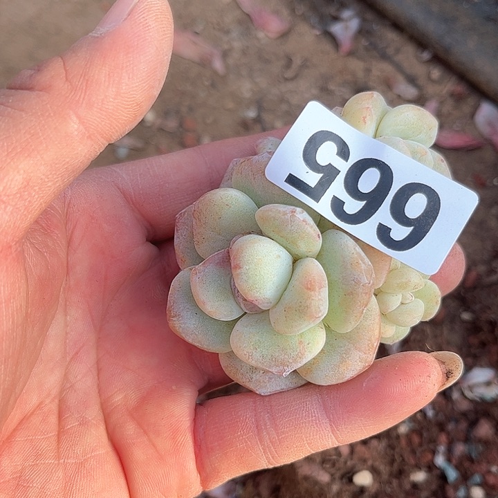 旺***?多肉植物一物一拍