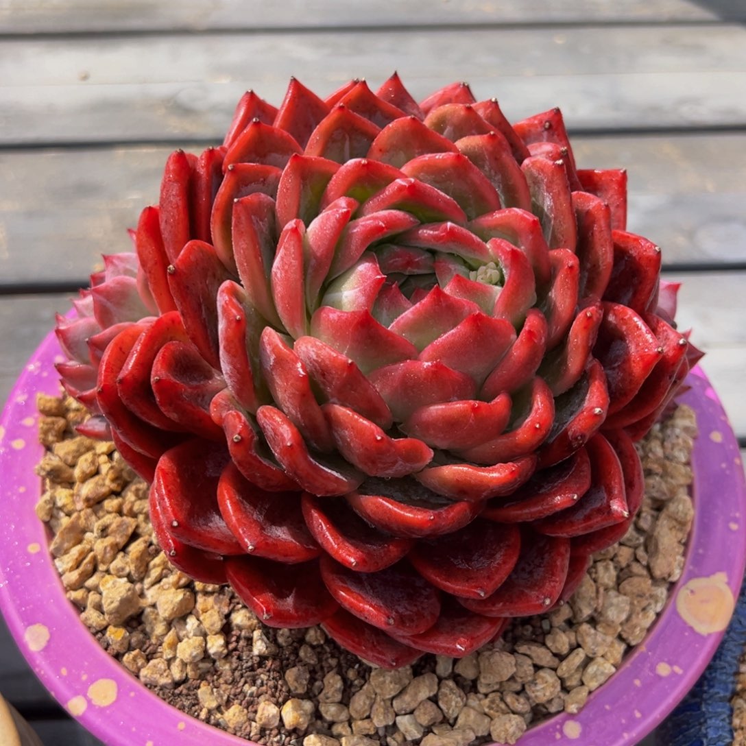 从前慢多肉精选编号0223.403