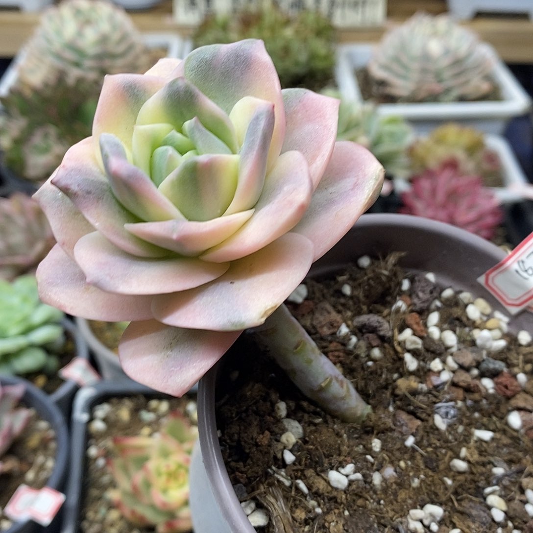 28187 可爱玫瑰彩锦