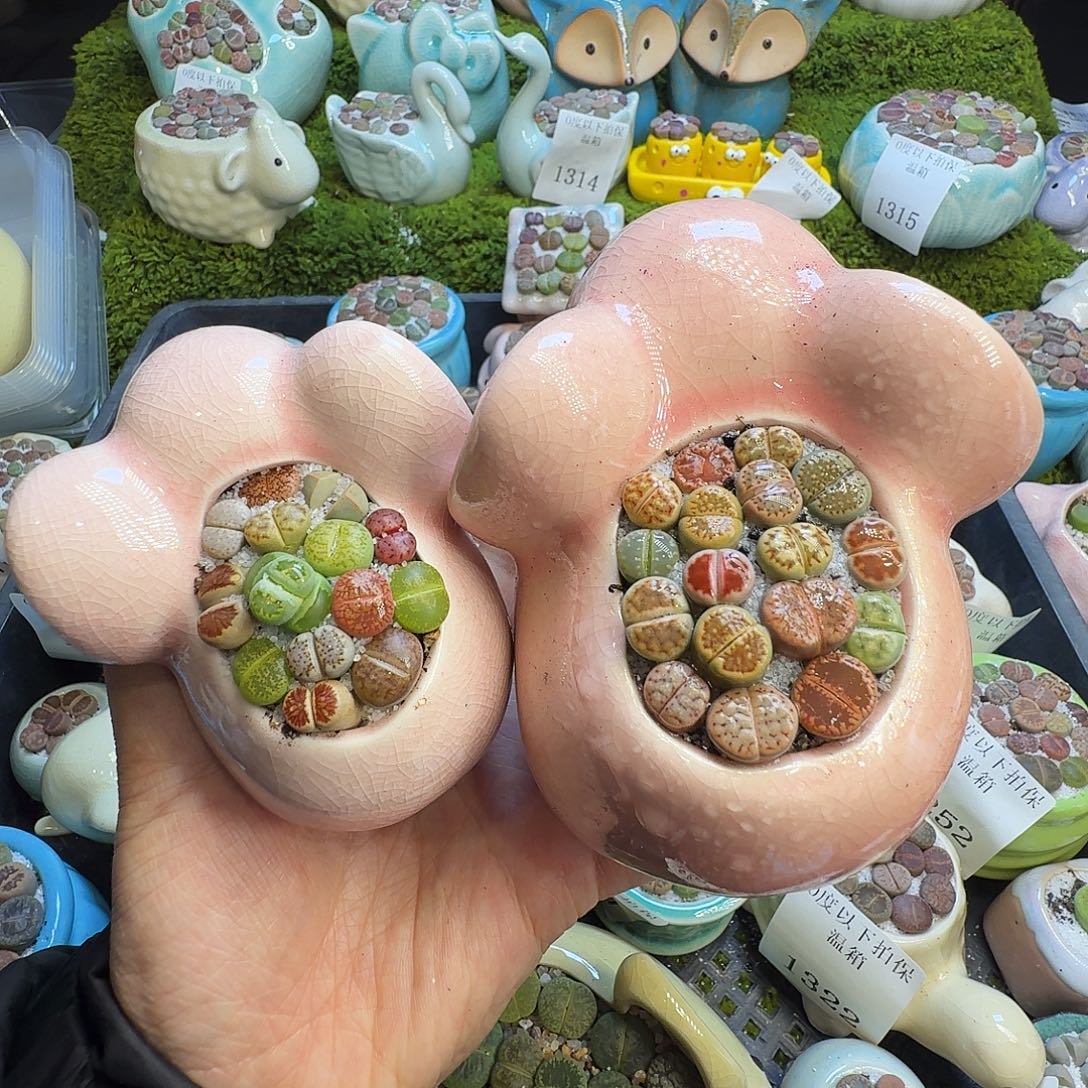 多肉植物福利冲1348