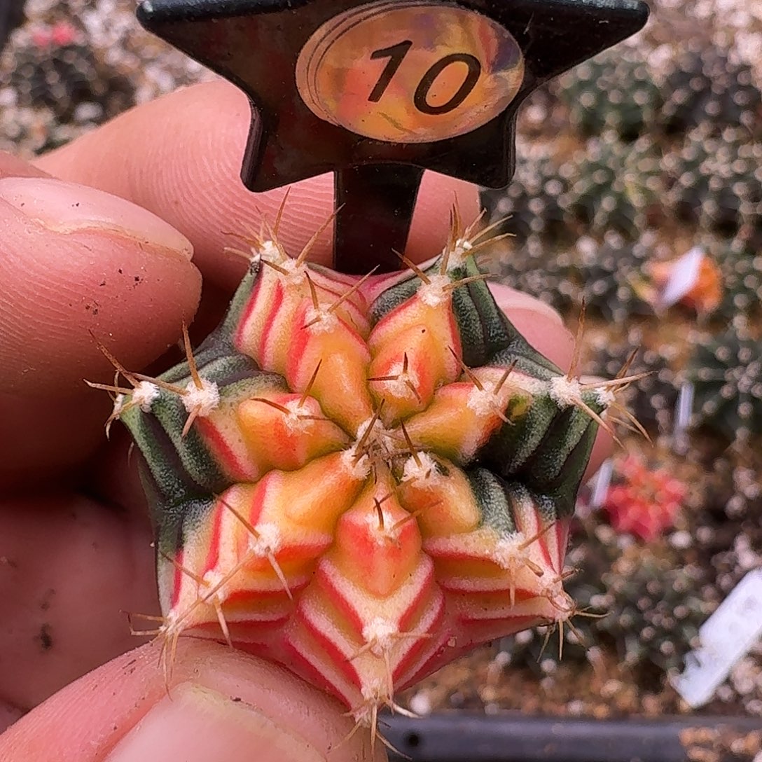 用***7米哈实生自然锦原盆发10