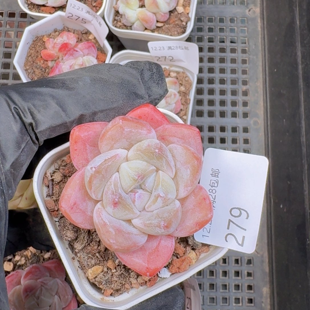 单头粉冰玉一颗脱土发货的