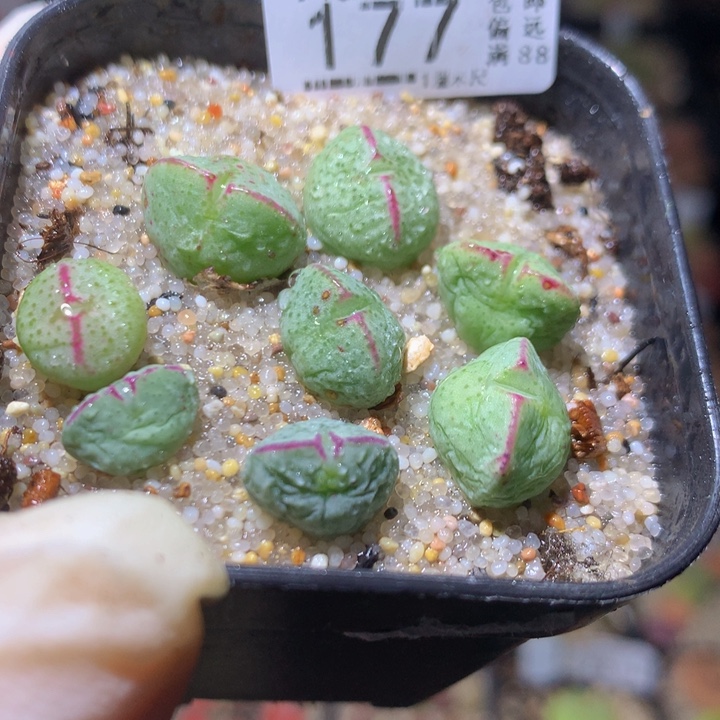 精品生石花225.177