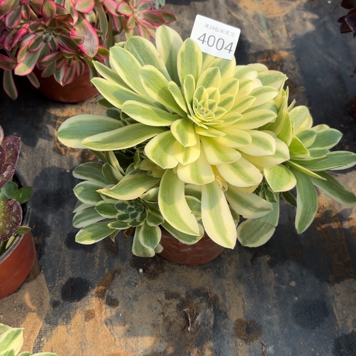 迈巴赫多肉法师4004