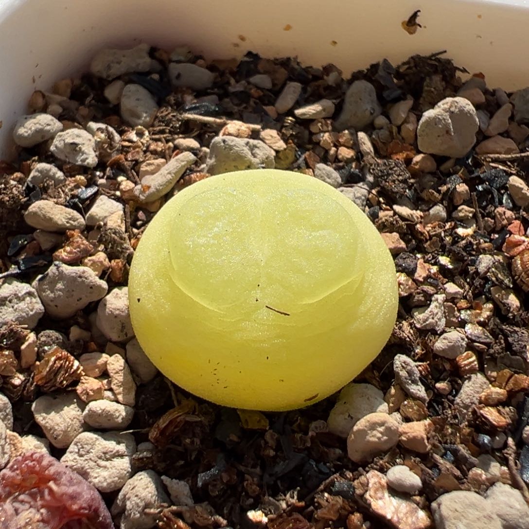 仙仙拉登多肉多肉