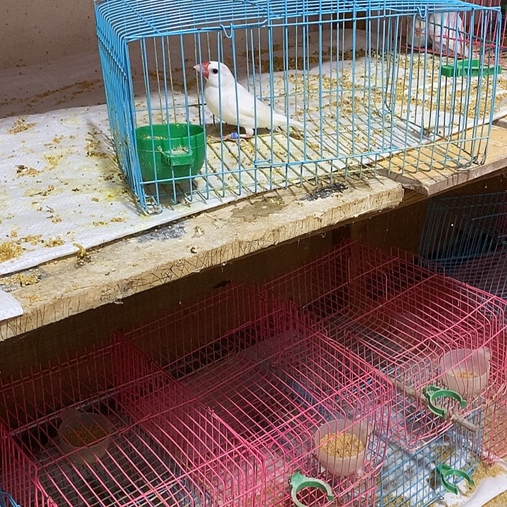 文鸟常*白文公一只