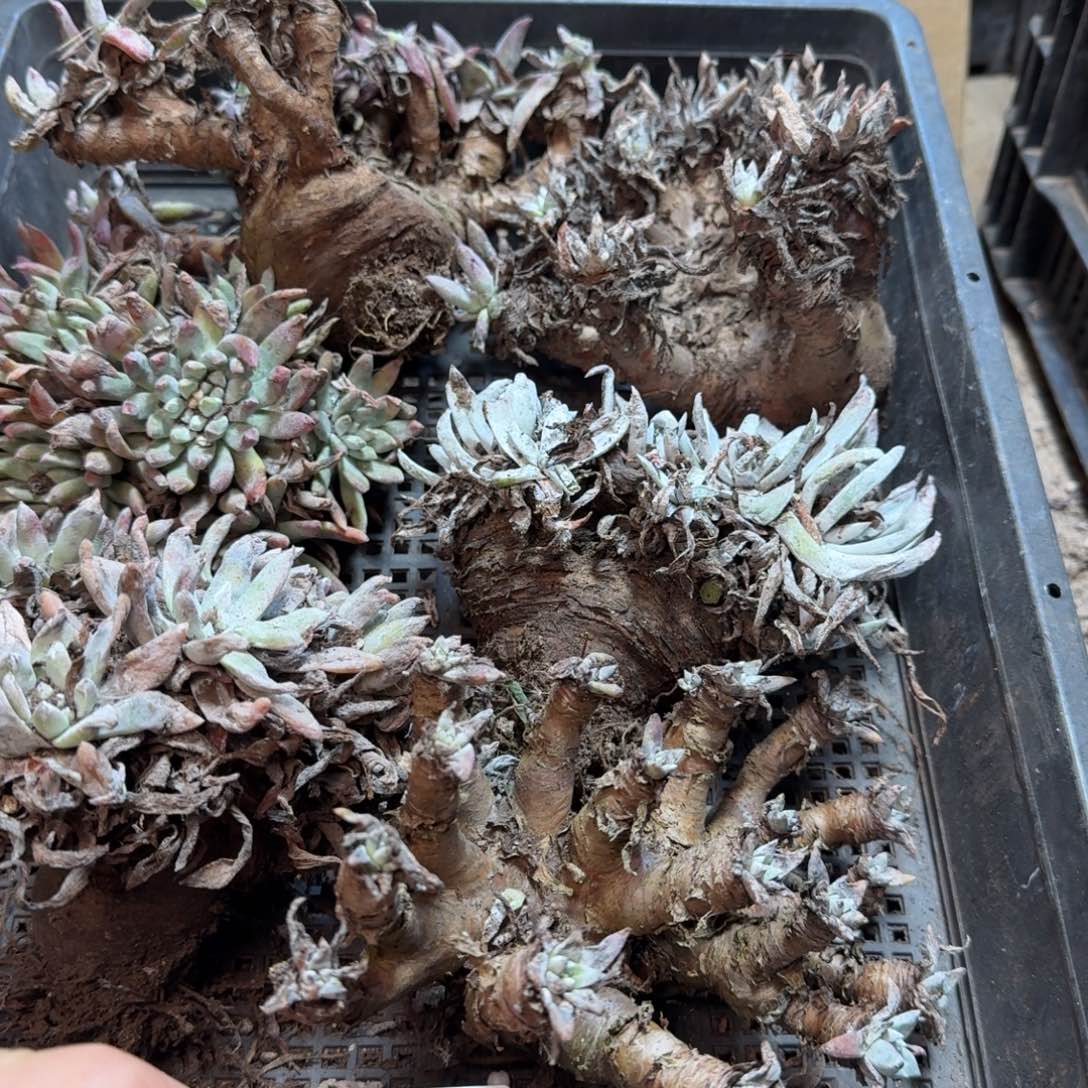 2243瑕疵框拍不售后