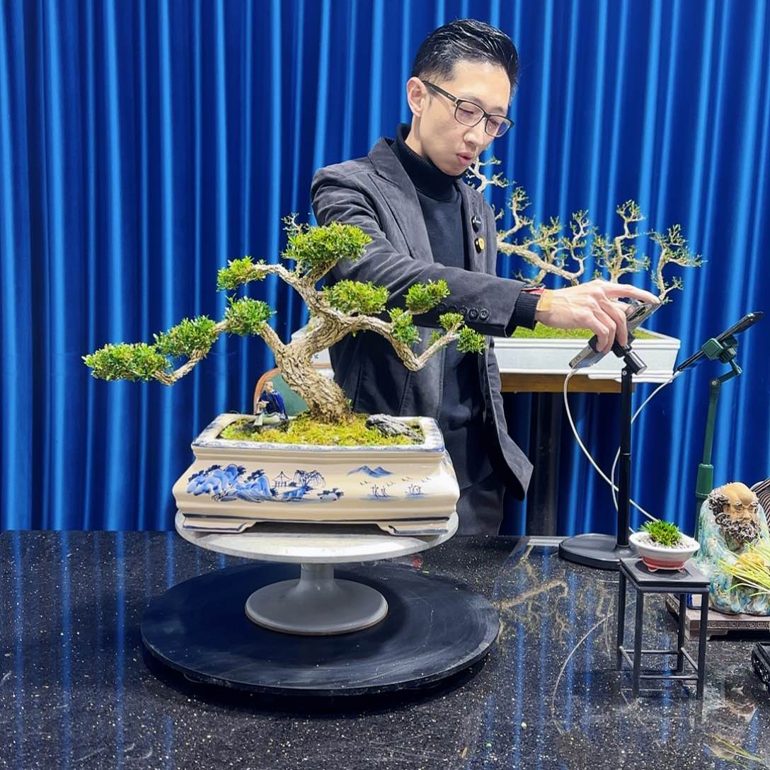 黄杨室内室外盆景