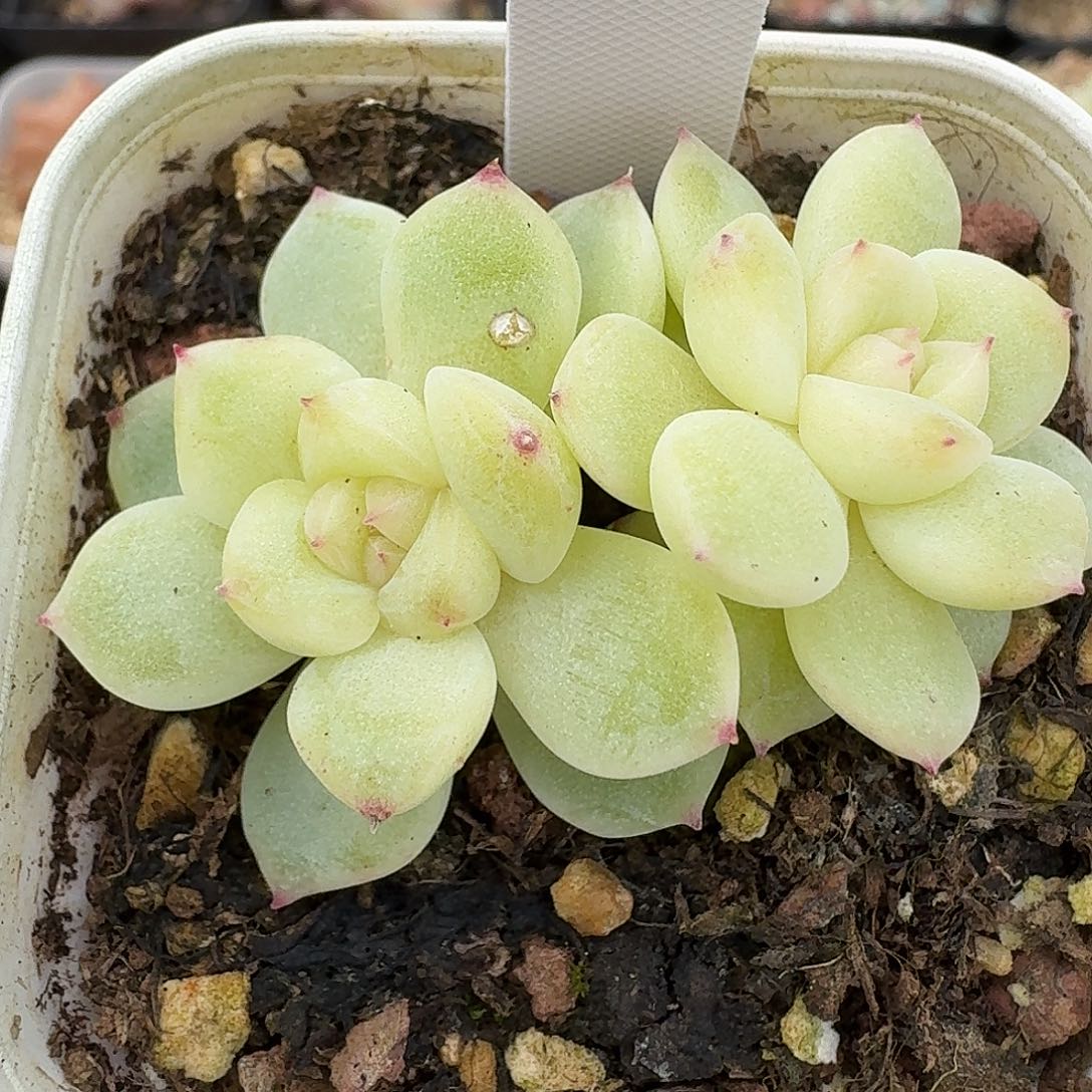 952号803甜心双头多肉888