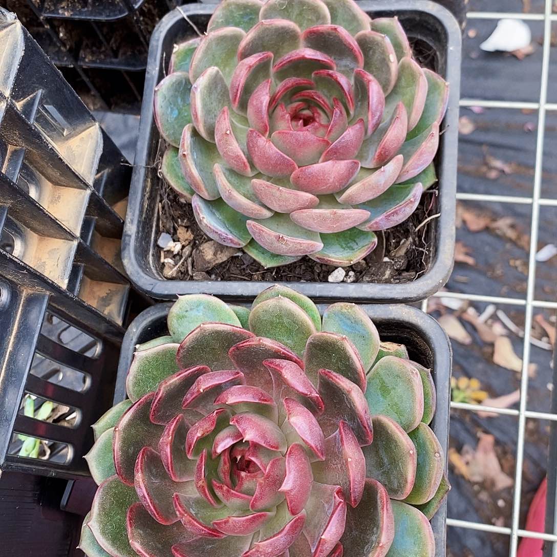 蓝莓大单头莲花座