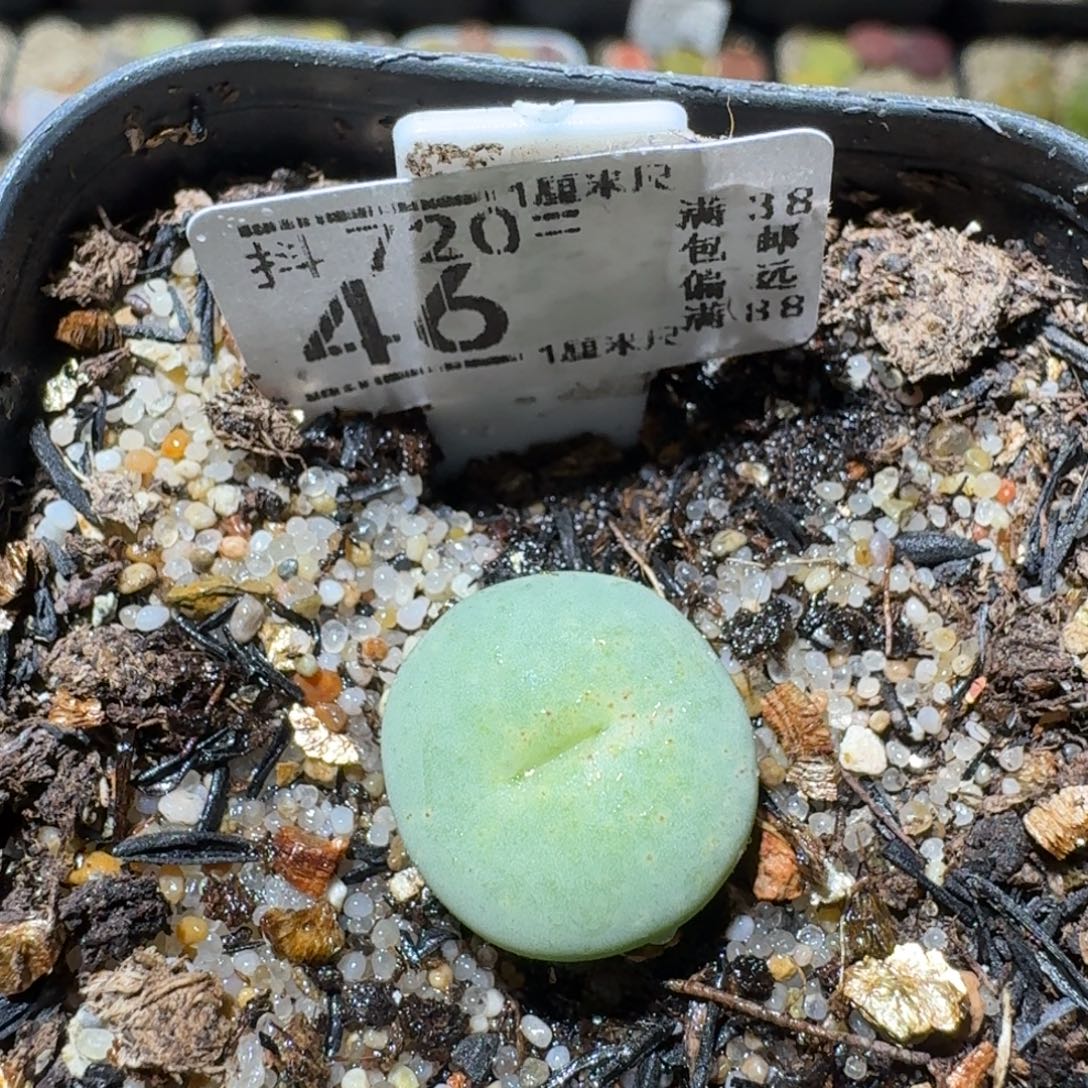 Sss清清货了便宜46