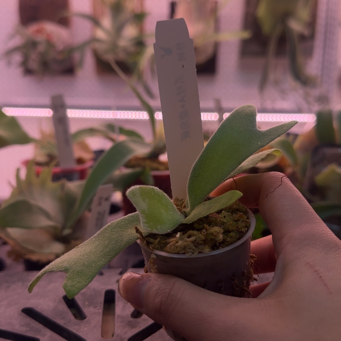 爪哇a➕鹿角蕨孢子苗