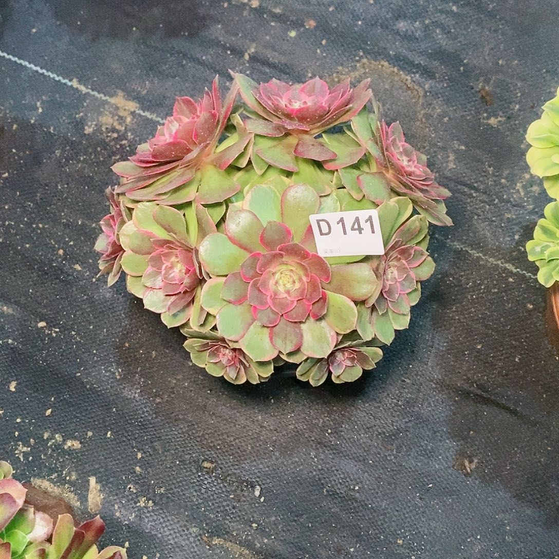 莲花座141多肉111111