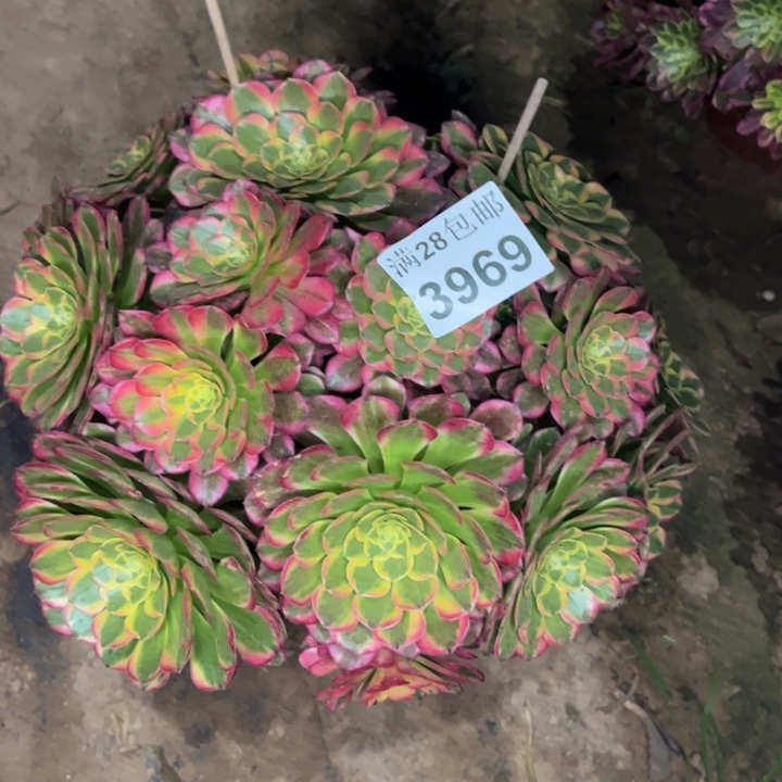 3969南朝霞多肉植物