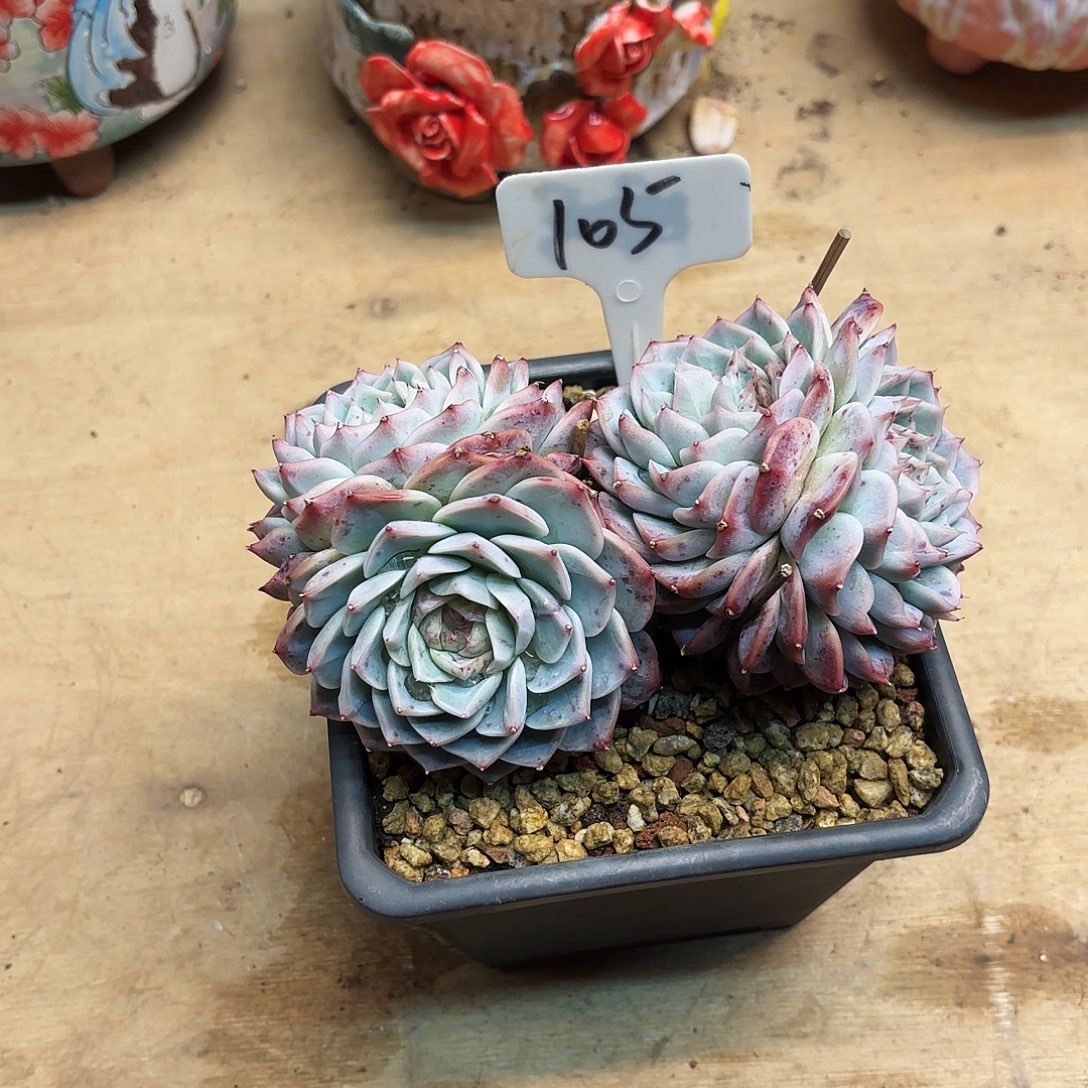 多肉植物，天鹅绒105号