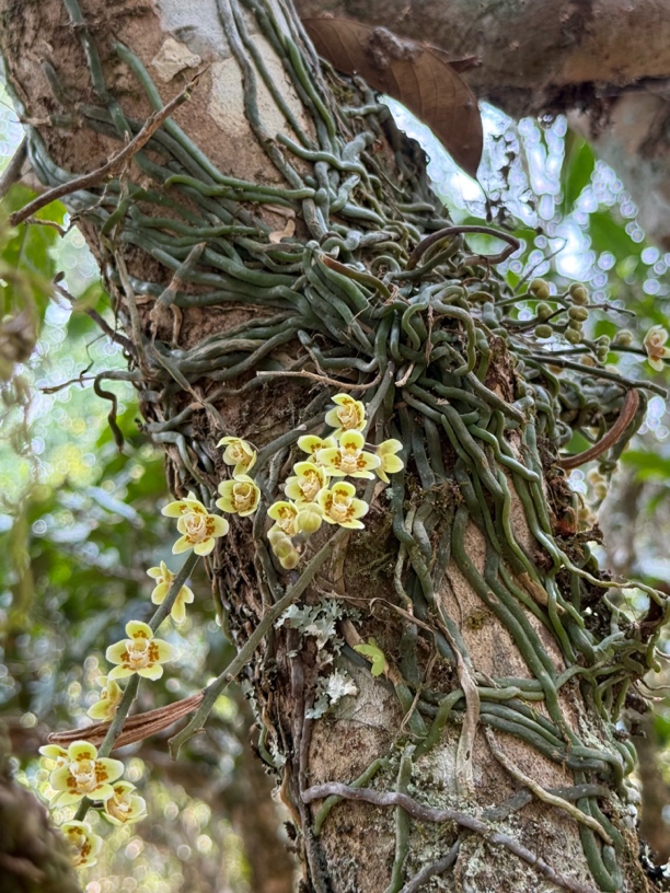 2025年贺开头采古树晒红春茶花香水甜50克