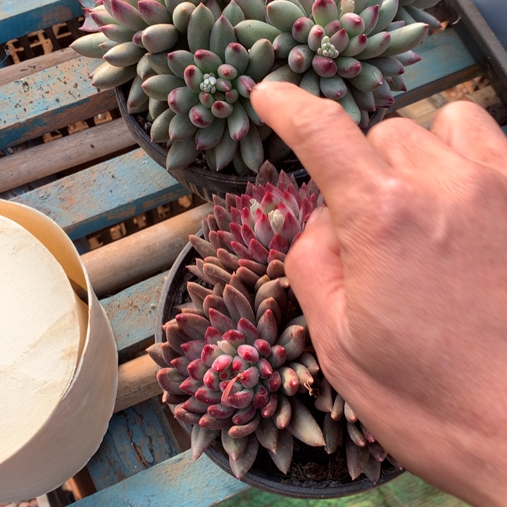 6头岩子多肉植物两单包邮