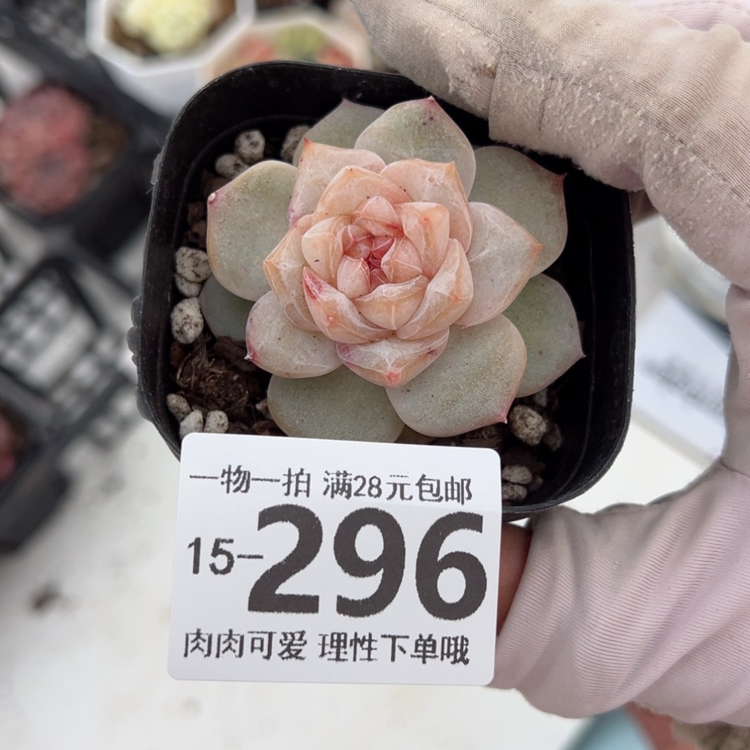 凤仙花多多肉多肉多肉多肉多肉