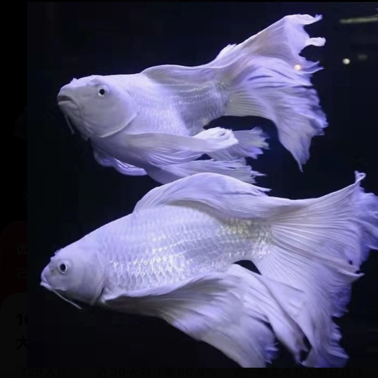 16-18公分白短大鳍大尾 室内养殖包邮