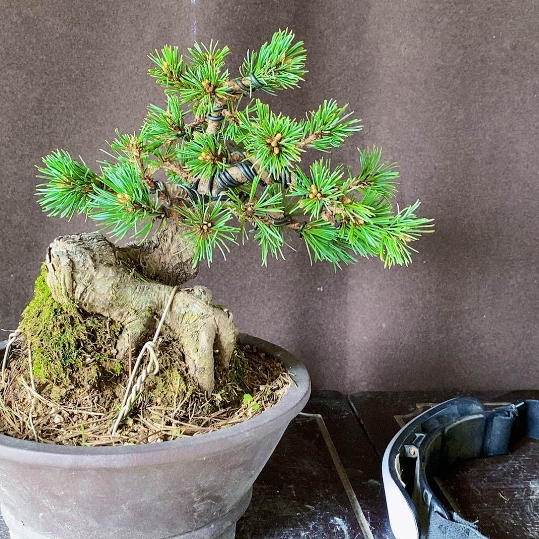 【闪购商品】无花朵盆景