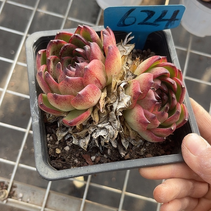 两单包邮，补双十一福利624月亮