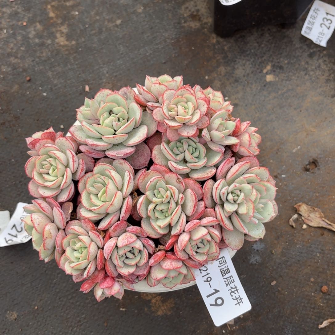 同温层多肉19凌波仙子