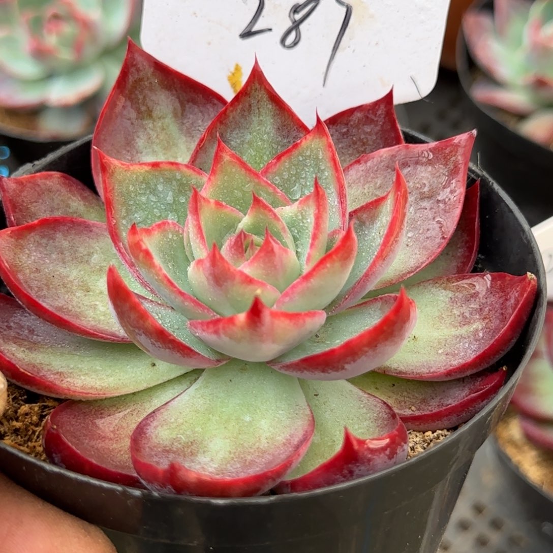 惊鸿一物一拍包装收缩花旱287