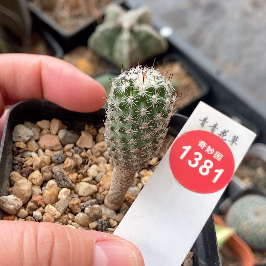 实生赤花美针玉1.8cm