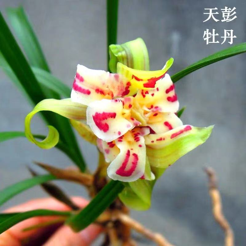  春兰 天彭牡丹 奇花浓香型 花期11-3月份自然棚养殖兰花