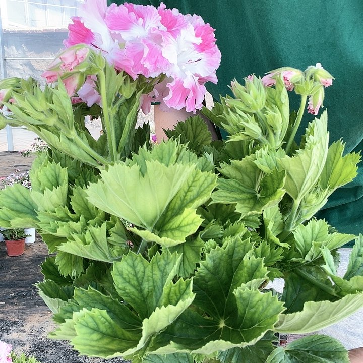 蝴蝶梅蝴蝶梅hudiem 