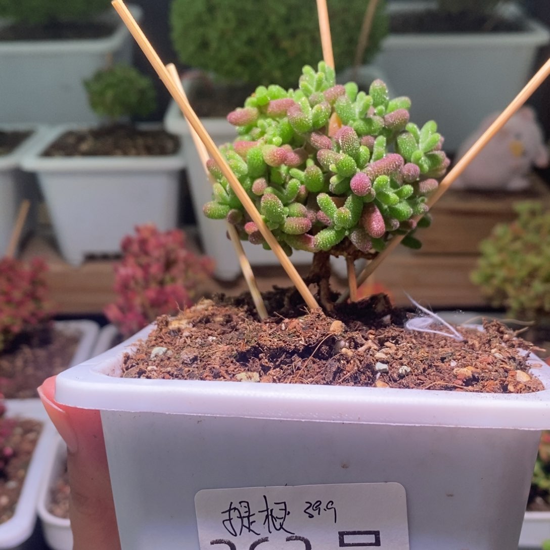 蜜橘带盆土发货一物一拍