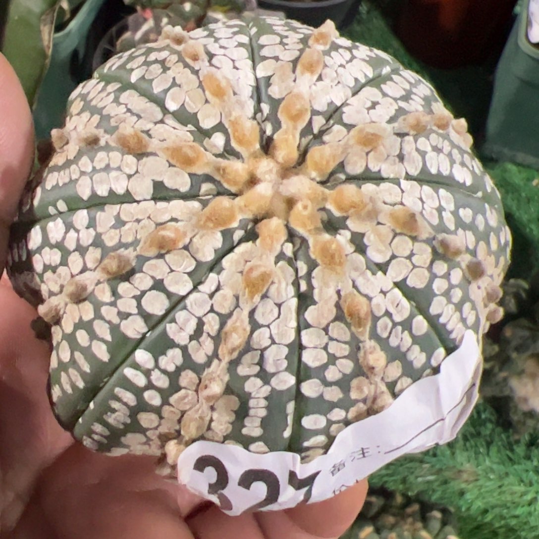 无根奇迹兜仙人球327