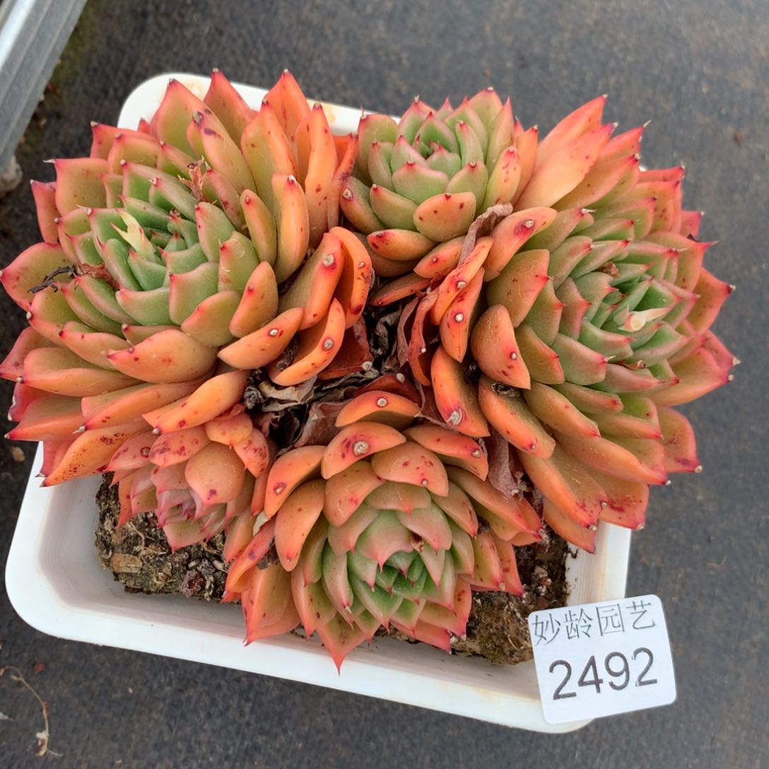 2492杂交精品基地15厘米