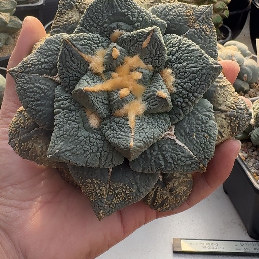 苗接自根顶级牛舌牡丹，暂未开根